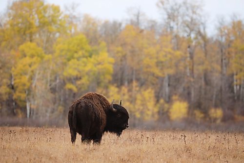 Plains bison graze in the Lake Audy Bison Enclosure at Riding Mountain National Park. (Tim Smith/The Brandon Sun)