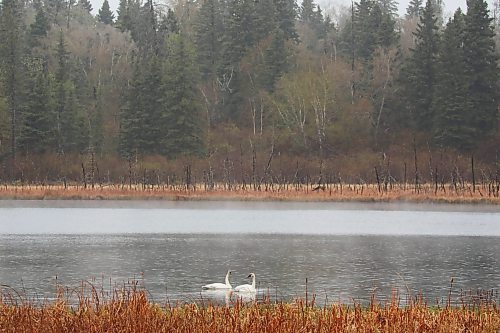 A pair of Trumpeter Swans swim on a pond in Riding Mountain National Park. (Tim Smith/The Brandon Sun)