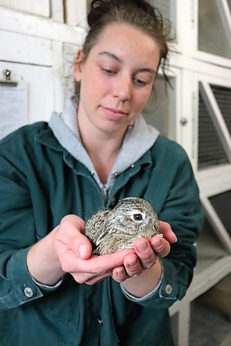 Brandon Boarding Kennel staff member Sarah Vickers holds up one of the three baby rabbits that animal control officers rescued from École New Era School Monday morning. Since the kennel isn't used to dealing with these animals, Vickers told the Sun that they are trying to find a more permanent home for the kits, which are only a couple weeks old. (Kyle Darbyson/The Brandon Sun)  