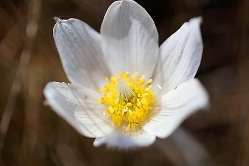 A crocus blooms in a field west of Brandon on Tuesday. (Tim Smith/The Brandon Sun)