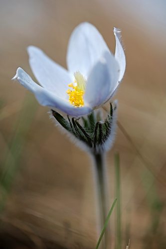 A crocus blooms in a field west of Brandon on Tuesday. (Tim Smith/The Brandon Sun)