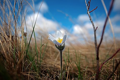 A crocus blooms in a field west of Brandon on Tuesday. (Tim Smith/The Brandon Sun)