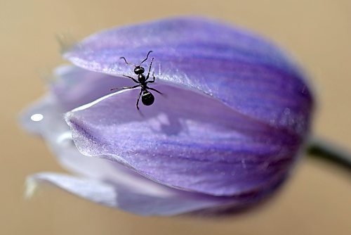 An ant crawls along a crocus in a field west of Brandon on Tuesday. (Tim Smith/The Brandon Sun)