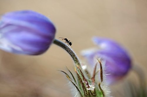 An ant crawls along a crocus in a field west of Brandon on Tuesday. (Tim Smith/The Brandon Sun)