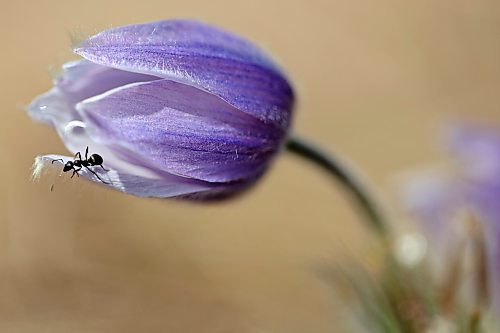 An ant crawls along a crocus in a field west of Brandon on Tuesday. (Tim Smith/The Brandon Sun)