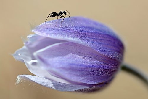 An ant crawls along a crocus in a field west of Brandon on Tuesday. (Tim Smith/The Brandon Sun)