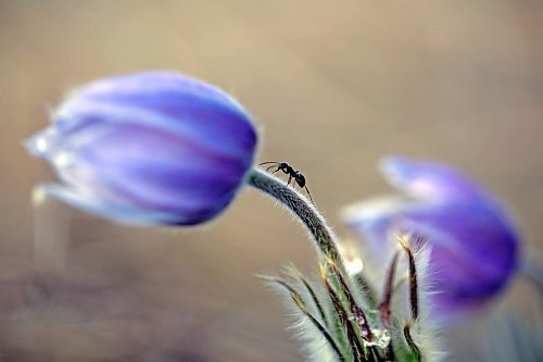 An ant crawls along a crocus in a field west of Brandon on Tuesday. (Tim Smith/The Brandon Sun)