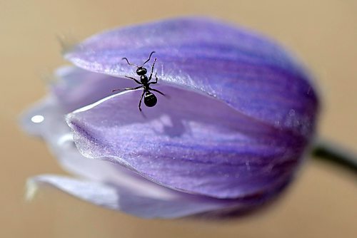 09052023
An ant crawls along a crocus growing west of Brandon on a warm Tuesday, 
(Tim Smith/The Brandon Sun)