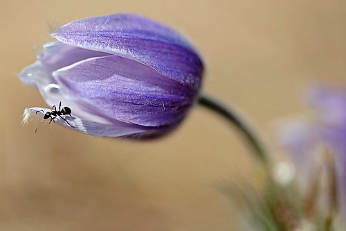 09052023
An ant crawls along a crocus growing west of Brandon on a warm Tuesday, 
(Tim Smith/The Brandon Sun)