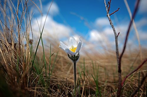 09052023
A crocus blooms west of Brandon on a warm Tuesday, 
(Tim Smith/The Brandon Sun)