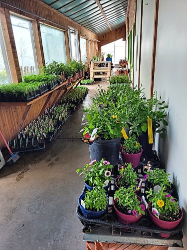 The Greenhouse Neepawa has more tomatoes and peppers than ever before due to a high demand from customers looking to start their own vegetable gardens. (Miranda Leybourne/The Brandon Sun)