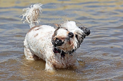 10052023
Shadow shakes off water while enjoying a dip in Lake Minnedosa on a hot Wednesday.
(Tim Smith/The Brandon Sun)