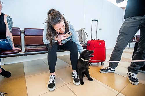 MIKAELA MACKENZIE / WINNIPEG FREE PRESS
 
Eva Wasney greets Cinder before transporting some adoptable cats and puppies to Toronto for K9 Advocates Manitoba at the airport in Winnipeg on Wednesday, May 3, 2023. For Eva story.

Winnipeg Free Press 2023.