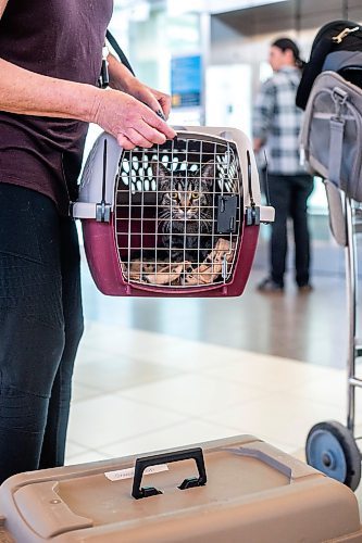 MIKAELA MACKENZIE / WINNIPEG FREE PRESS
 
Karen Dugan brings cat Pheonix to be transported to Toronto for K9 Advocates Manitoba at the airport in Winnipeg on Wednesday, May 3, 2023. For Eva story.

Winnipeg Free Press 2023.