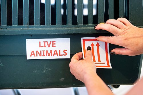 MIKAELA MACKENZIE / WINNIPEG FREE PRESS
 
Karen Dugan puts stickers onto crates in preparation for transport to Toronto for K9 Advocates Manitoba at the airport in Winnipeg on Wednesday, May 3, 2023. For Eva story.

Winnipeg Free Press 2023.