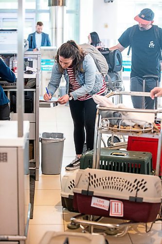 MIKAELA MACKENZIE / WINNIPEG FREE PRESS
 
Eva Wasney transports some adoptable cats and puppies to Toronto for K9 Advocates Manitoba at the airport in Winnipeg on Wednesday, May 3, 2023. For Eva story.

Winnipeg Free Press 2023.