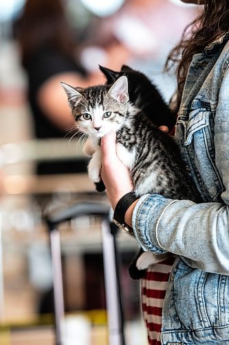 MIKAELA MACKENZIE / WINNIPEG FREE PRESS
 
Eva Wasney holds kittens from K9 Advocates Manitoba as the crates are scanned before going on a plane to Toronto in Winnipeg on Wednesday, May 3, 2023. For Eva story.

Winnipeg Free Press 2023.