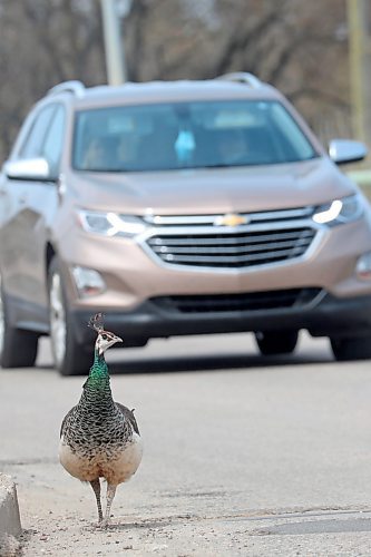 11052023
A peacock struts along the road in Souris as a car passes by on a hot Thursday. 
(Tim Smith/The Brandon Sun)