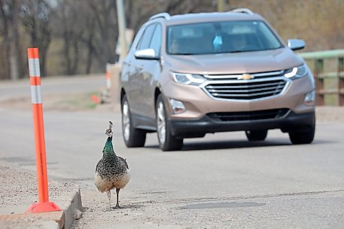 11052023
A peacock struts along the road in Souris as a car passes by on a hot Thursday. 
(Tim Smith/The Brandon Sun)