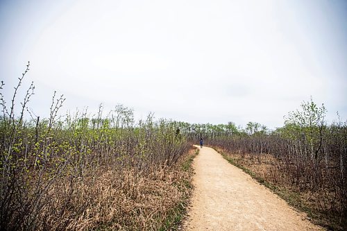 MIKAELA MACKENZIE / WINNIPEG FREE PRESS
 
AV Kitching walks towards the second den on her first trip to the Narcisse Snake Dens on Friday, May 12, 2023. For AV story.

Winnipeg Free Press 2023.