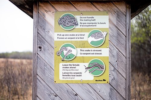 MIKAELA MACKENZIE / WINNIPEG FREE PRESS
 
AV Kitching experiences the Narcisse Snake Dens for the first time on Friday, May 12, 2023. For AV story.

Winnipeg Free Press 2023.