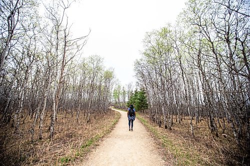 MIKAELA MACKENZIE / WINNIPEG FREE PRESS
 
AV Kitching walks towards the first den on her first trip to the Narcisse Snake Dens on Friday, May 12, 2023. For AV story.

Winnipeg Free Press 2023.