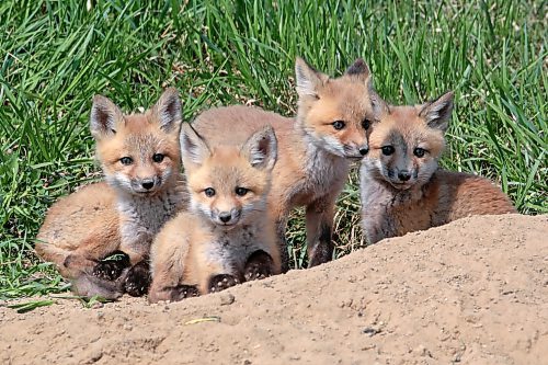 Red fox kits sit and play outside their den along Highway 10 south of Brandon on a hot Monday. 
(Tim Smith/The Brandon Sun)