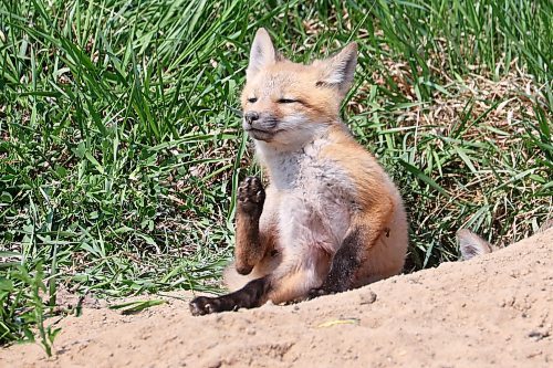 11052023
A red fox kit sits and scratches outside a den along Highway 10 south of Brandon on a hot Monday. 
(Tim Smith/The Brandon Sun)