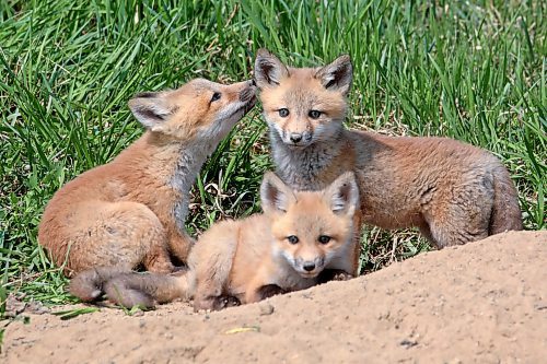 11052023
Red fox kits sit and play outside their den along Highway 10 south of Brandon on a hot Monday. 
(Tim Smith/The Brandon Sun)