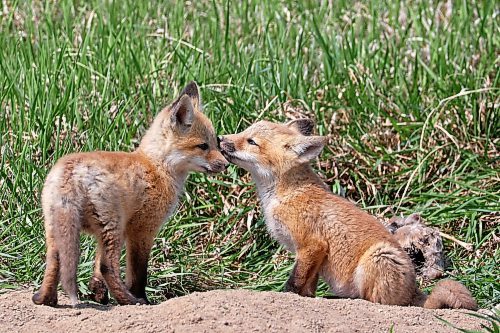 11052023
Red fox kits sit and play outside their den along Highway 10 south of Brandon on a hot Monday. 
(Tim Smith/The Brandon Sun)