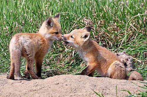 11052023
Red fox kits sit and play outside their den along Highway 10 south of Brandon on a hot Monday. 
(Tim Smith/The Brandon Sun)