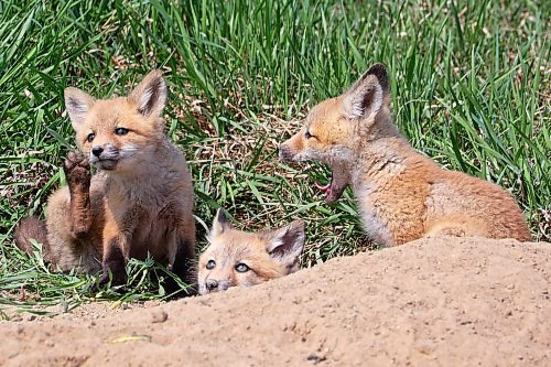 11052023
Red fox kits sit and play outside their den along Highway 10 south of Brandon on a hot Monday. 
(Tim Smith/The Brandon Sun)