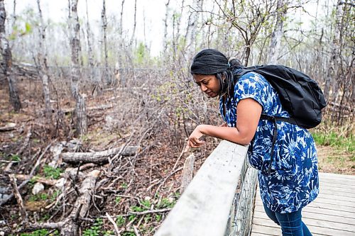 MIKAELA MACKENZIE / WINNIPEG FREE PRESS
 
AV Kitching looks into the first den (where she didn&#x574; see any snakes yet) on her first trip to the Narcisse Snake Dens on Friday, May 12, 2023. For AV story.

Winnipeg Free Press 2023.