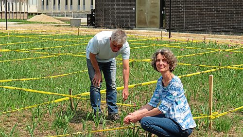 Photos by Colleen Zacharias / Winnipeg Free Press
Dietmar Straub and Anna Thurmayr, landscape architects and professors, invite you to visit the LOTS OF BULBS project, which celebrates the Master of Landscape Architecture 50th Anniversary.
