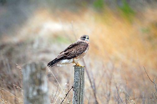 A hawk perches on a post west of Brandon on Thursday. (Tim Smith/The Brandon Sun)