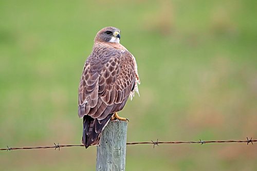 18052023
A hawk perches on a post west of Brandon on a grey and cool Thursday.
(Tim Smith/The Brandon Sun)