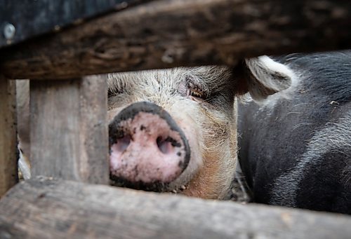 JESSICA LEE / WINNIPEG FREE PRESS

Felicity the pig is photographed at Free From Farm, an animal sanctuary Christine Mason runs with her husband Tom, on May 18, 2023. The sanctuary has about 60 animals they saved after the animals were abandoned, abused or unwanted.

Reporter: Janine LeGal