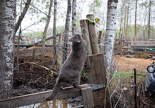 JESSICA LEE / WINNIPEG FREE PRESS

Lady Grey is photographed at Free From Farm, an animal sanctuary Christine Mason runs with her husband Tom, on May 18, 2023. The sanctuary has about 60 animals they saved after the animals were abandoned, abused or unwanted.

Reporter: Janine LeGal