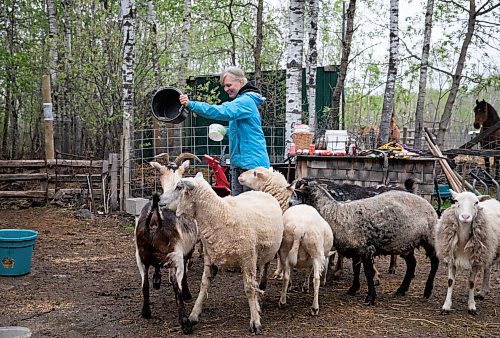 JESSICA LEE / WINNIPEG FREE PRESS

Christine Mason feeds her sheep at Free From Farm, an animal sanctuary Mason runs with her husband Tom Jillette, on May 18, 2023. The sanctuary has about 60 animals they saved after the animals were abandoned, abused or unwanted.

Reporter: Janine LeGal
