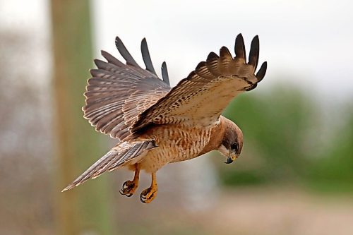 18052023
A hawk perches hovers while hunting in long grass west of Brandon on a grey and cool Thursday.
(Tim Smith/The Brandon Sun)