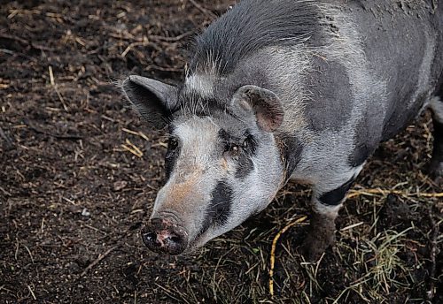 JESSICA LEE / WINNIPEG FREE PRESS

Molly the pig is photographed at Free From Farm, an animal sanctuary Christine Mason runs with her husband Tom, on May 18, 2023. The sanctuary has about 60 animals they saved after the animals were abandoned, abused or unwanted.

Reporter: Janine LeGal