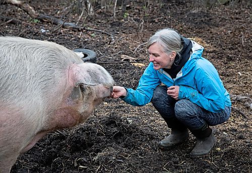 JESSICA LEE / WINNIPEG FREE PRESS

Christine Mason feeds Felicity the pig a piece of chocolate at Free From Farm, an animal sanctuary Mason runs with her husband Tom, on May 18, 2023. The sanctuary has about 60 animals they saved after the animals were abandoned, abused or unwanted.

Reporter: Janine LeGal