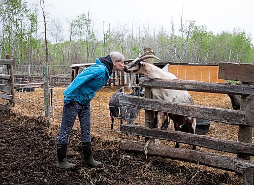 JESSICA LEE / WINNIPEG FREE PRESS

Christine Mason is photographed with Daise the goat at Free From Farm, an animal sanctuary Mason runs with her husband Tom, on May 18, 2023. The sanctuary has about 60 animals they saved after the animals were abandoned, abused or unwanted.

Reporter: Janine LeGal