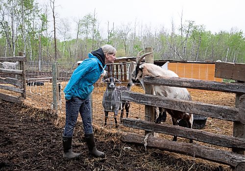 JESSICA LEE / WINNIPEG FREE PRESS

Christine Mason is photographed with Daise the goat while Maggie the goat watches from behind at Free From Farm, an animal sanctuary Mason runs with her husband Tom, on May 18, 2023. The sanctuary has about 60 animals they saved after the animals were abandoned, abused or unwanted.

Reporter: Janine LeGal