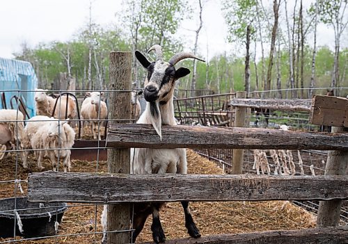 JESSICA LEE / WINNIPEG FREE PRESS

Daise the goat is photographed at Free From Farm, an animal sanctuary Mason runs with her husband Tom, on May 18, 2023. The sanctuary has about 60 animals they saved after the animals were abandoned, abused or unwanted.

Reporter: Janine LeGal