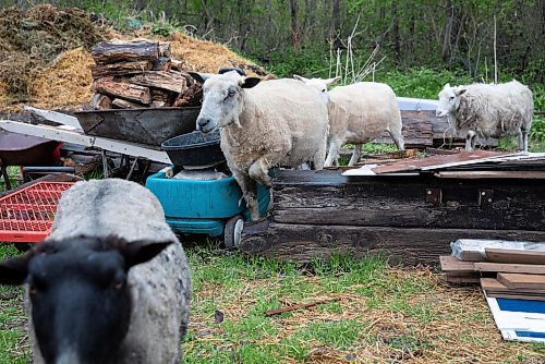 JESSICA LEE / WINNIPEG FREE PRESS

Sheep are photographed at Free From Farm, an animal sanctuary Christine Mason and Tom Jillette run, on May 18, 2023. The sanctuary has about 60 animals they saved after the animals were abandoned, abused or unwanted.

Reporter: Janine LeGal