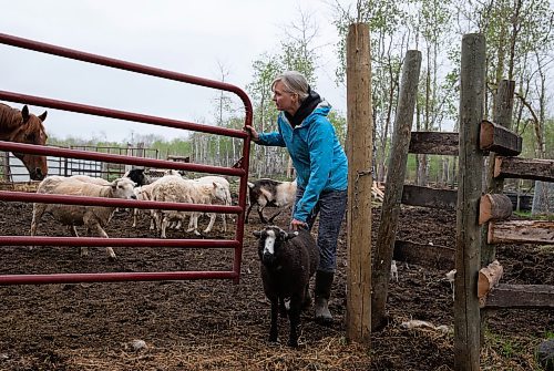 JESSICA LEE / WINNIPEG FREE PRESS

Christine Mason is photographed with Tony, a three-month old sheep, at Free From Farm, an animal sanctuary Mason runs with her husband Tom Jillette, on May 18, 2023. The sanctuary has about 60 animals they saved after the animals were abandoned, abused or unwanted.

Reporter: Janine LeGal