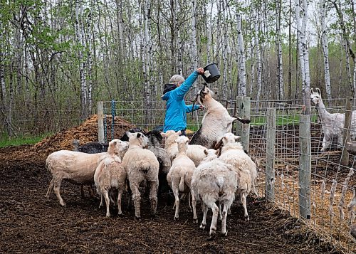 JESSICA LEE / WINNIPEG FREE PRESS

Christine Mason feeds her sheep at Free From Farm, an animal sanctuary Mason runs with her husband Tom Jillette, on May 18, 2023. The sanctuary has about 60 animals they saved after the animals were abandoned, abused or unwanted.

Reporter: Janine LeGal