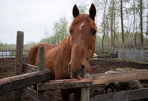 JESSICA LEE / WINNIPEG FREE PRESS

Thunder the horse is photographed at Free From Farm, an animal sanctuary run by Christine Mason and Tom Jillette, on May 18, 2023. The sanctuary has about 60 animals they saved after the animals were abandoned, abused or unwanted.

Reporter: Janine LeGal