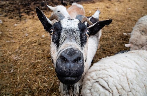 JESSICA LEE / WINNIPEG FREE PRESS

Daise the goat is photographed at Free From Farm, an animal sanctuary run by Christine Mason and Tom Jillette, on May 18, 2023. The sanctuary has about 60 animals they saved after the animals were abandoned, abused or unwanted.

Reporter: Janine LeGal